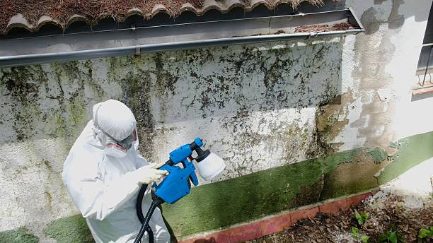 Top rated local Attic Mold Removal specialists in Smyrna, TN